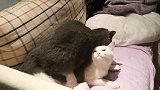 为啥公猫不搭理母猫