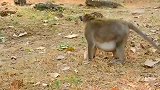 小猴子被猴王吓得尖叫，猴妈立刻出面和老猴王干仗，太精彩了