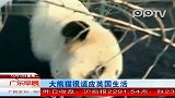 （热点）大熊猫很适应英国生活广东早晨-12月13日