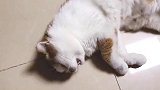 猫这么懒，怎么还有这么多人喜欢？搞不懂！