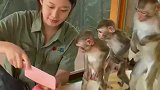 猴子排队领食物，峨眉山猴不信谣