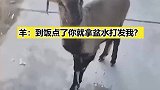 羊：到饭点了你就拿盆水打发我？