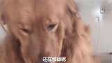 金毛欢欢调戏妞妞，被贝尔咬伤，主人又爱又恨，给欢欢包扎伤口