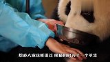 熊猫宝宝看到一筐竹笋，悄悄把盖子打开，下一秒举动笑翻了