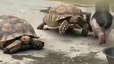 乌龟和小香猪势不两立，这打架方式真是萌翻了！