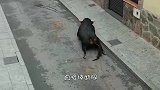 公牛为了展示雄风，猛地冲向斗牛场，谁料牛算不如天算