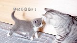 小奶猫第一次来新家主动向大猫索吻，大猫紧张到炸毛，直喊害羞！