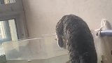 猫没想到这辈子居然被鱼给咬了