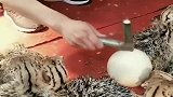 原来鸵鸟是这样孵化的，需要人工敲碎蛋壳，那么野生的可怎么办！