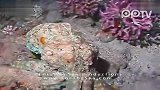 难以置信！章鱼超强的模仿能力2 模仿珊瑚