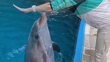 抖到蓬莱八仙过海 小海豚 跟大家打个招呼吧