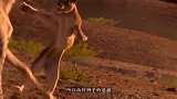 绝处逢生：狮群捕食野牛，也遭野牛强势反杀一只，这狮子死的真惨