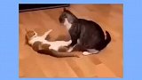 猫咪：不服来较量