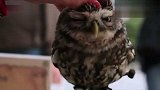 超萌的猫头鹰！你想不想摸摸