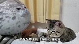 猫咪被海豹压住，脸上充满了绝望：铲屎的，快来救救我啊！