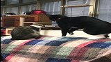 芦花猫：你想摸一下早点说啊，看这气氛紧张的，哈哈