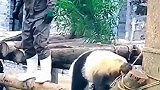 来和熊猫一起伤害