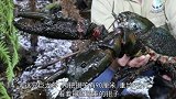 小伙户外探险，却发现水中有巨大身影，打捞后肯定很好吃！