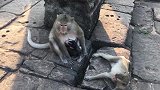 小猴维奥拉和朱丽娜亲吻得很甜蜜，活泼的小猴子妈妈让它们走路