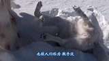 哈士奇拆家后，主人把它堆成雪人，竟意外激发了隐藏属性