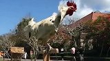 这个家伙绝对是公鸡中的逗比
