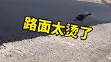 路面太烫了，鸭子都被烫到原地起飞