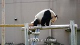 当熊猫学会了后空翻，这也太帅了吧？网友：别说了，人扮的！