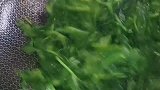 做个老人要多吃的粥凝豆苗！
