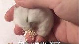 在主人手里睡着了