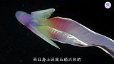 罕见渐变章鱼身体就像彩虹一样，漂浮在海洋中的彩色飞毯