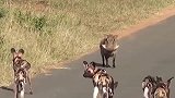 一群野狗拦住野猪，野猪却丝毫不怂你动我一下试试