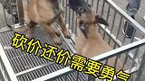两个很固执的马犬