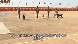 军犬是怎么走军步的？看完原谅我不厚道的笑了，镜头拍下全过程