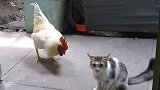 公鸡不怕猫，主动上前挑衅！