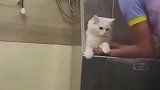 猫咪洗澡的时候害怕，要抱抱求安慰
