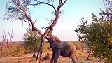 原来大象真的可以把树推倒