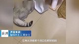猫咪凌晨喝水头卡饮水机，主人抱它求助消防