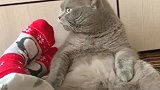 铲屎官把脚伸到猫咪面前，猫咪：我中毒了吗