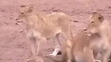 母狮伏击正在喝水的羚羊