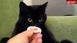 一只爱咬奶嘴的猫咪，猫：谁还不是个宝宝了！
