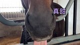 马儿会吃榴莲吗马 宠物成精啦 尼寇是匹马