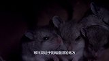 上百只老鼠“惨遭灭门”，其凶手竟然是它，堪称灭鼠大杀器