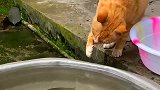 这只猫的抓鱼技能专门练过吧？快准狠啊！