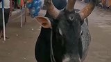 个角的印度神牛，生平还是第一次见，真是长见识了！