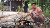 家里最后一块腊肉，二哥把它做成一锅美食，被二哥干完了
