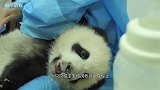 熊猫“大闹天宫”，爬到办公桌上偷喝奶，被发现气得“骂骂咧咧”