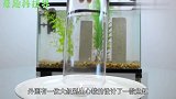 男子自制了一个神奇的鱼缸,鱼儿好像飘在空中,太神奇了!