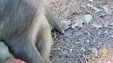 给猴子吓一跳，抓它手的竟然是个人！求猴子的心理阴影面积