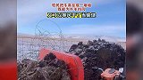 牧民把牛粪垒成一堵墙，既能为牛羊挡风，又可以等风干了当柴烧