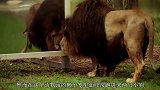 狮子笼子里出现两只小狗，正当游客责怪饲养员时，感人的画面出现